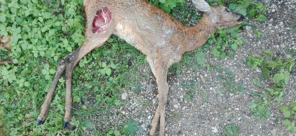 Lupo o orso? A Caldonazzo un capriolo è ucciso da un cane